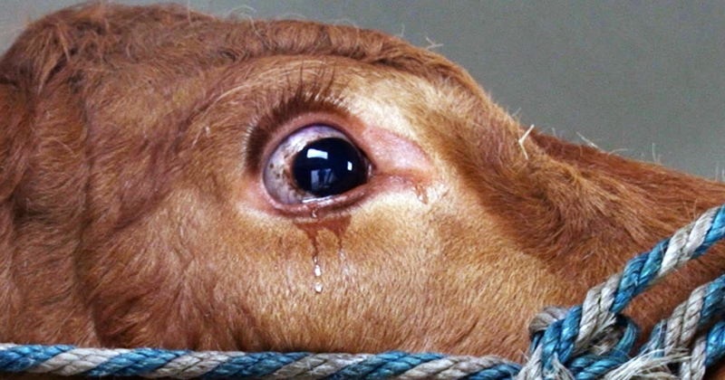 Когда люди набросили на неё веревку, корова заплакала от страха. Пока не увидела, куда её привезли (5 фото)  