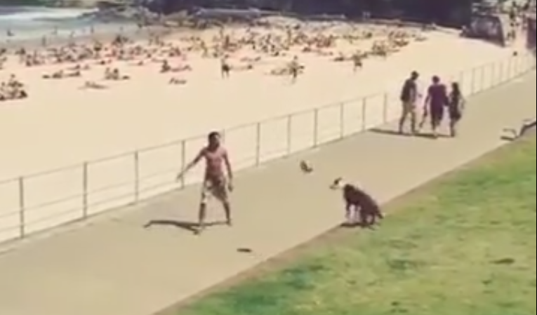 Пёс играет в футбол со своим хозяином 