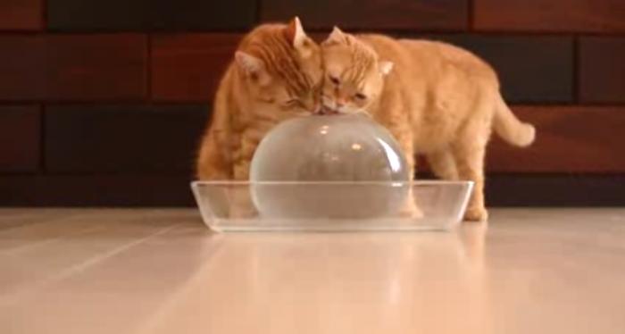 Забавное видео о том, как кошки играют с ледяным шаром