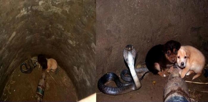 Дикая королевская кобра позаботилась о двух щенках, упавших в колодец
