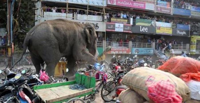 Слон устроил переполох в городе