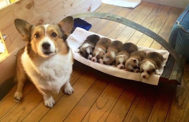 20 собак-мам, которые безмерно гордятся своими щенятами