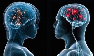 Факты о различиях между мужским и женским мозгом