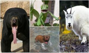 23 животных, которые умеют удивляться не хуже нас! 