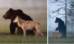 Пример невероятной дружбы медведя и волка. У этих двоих есть чему поучиться людям!