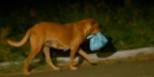 Нет! Это не пакет с мусором! Вы будете тронуты до слез, когда узнает, что принесла эта собака!
